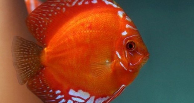 Cá đĩa đỏ Malboro sở hữu vẻ đẹp nổi bật