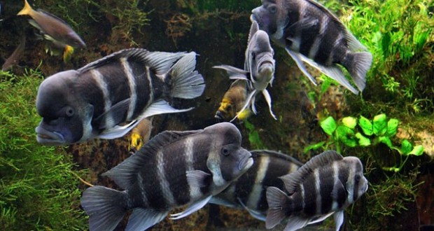 Hình ảnh cá Đầu Bò Burundi