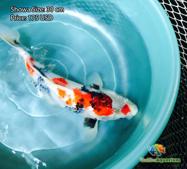 Hình ảnh cá koi Showa