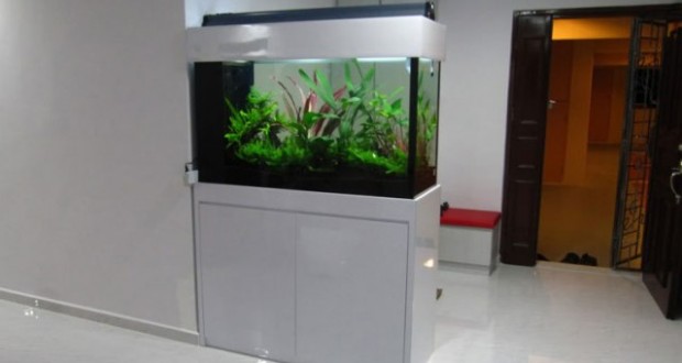 Hình ảnh bể thủy sinh
