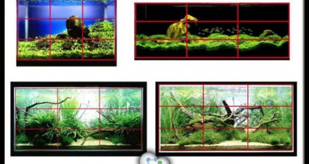 Hình ảnh bố cục bể thủy sinh