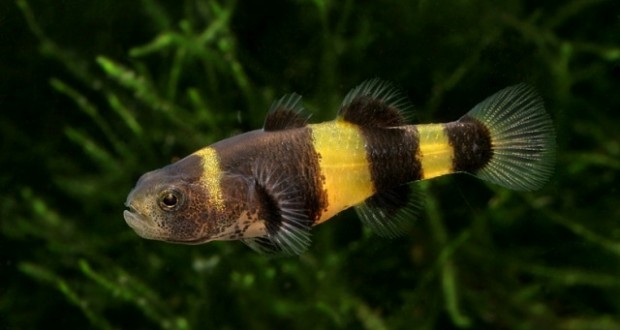 Hình ảnh cá Bống Mắt Tre