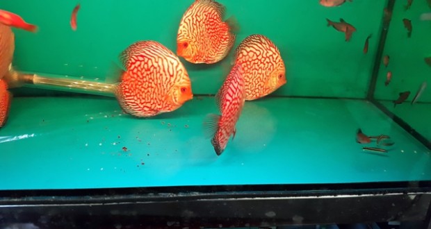 Hình ảnh cá Đĩa Bồ Câu size 10
