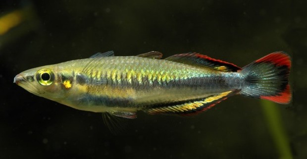 Hình ảnh cá Cầu Vồng Madagascar