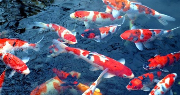 Hình ảnh cá koi nhật tại trại