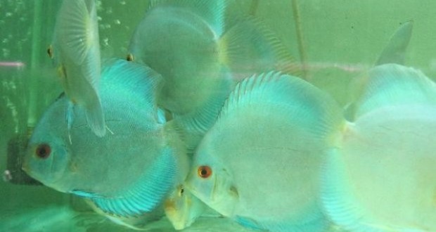 Hình ảnh cá đĩa Lam mới về