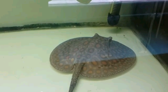 Hình ảnh cá Sam Lai tại Thái Hòa