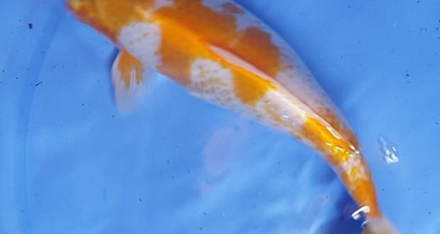 Hình ảnh cá Koi đẹp mới về 19/06/2015