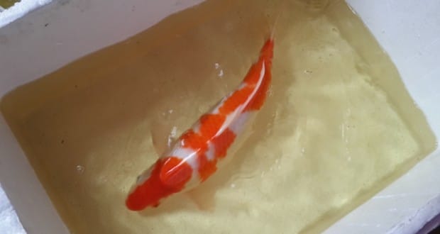 Hình ảnh cá Koi size 50 cm