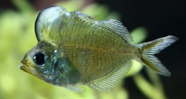 Hình ảnh cá Thủy Tinh Đầu Bướu