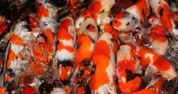 Hình ảnh cá koi
