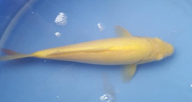 Hình ảnh Cá Koi Akame Kigoi 27 cm