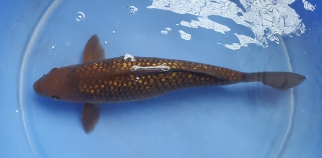 Hình ảnh Cá Koi ginrin Chagoi 40cm