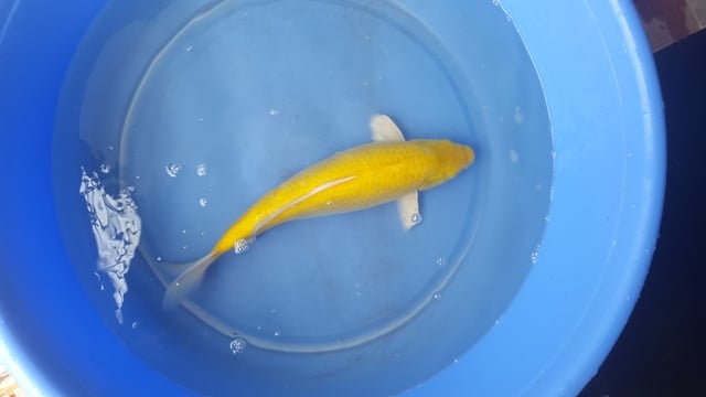 Hình ảnh Cá Koi Kigoi 40 cm