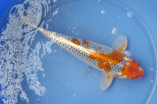 Hình ảnh Cá Koi Kujaku 45 cm