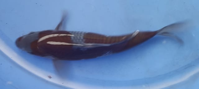 Hình ảnh Cá Koi Ochiba 20 cm