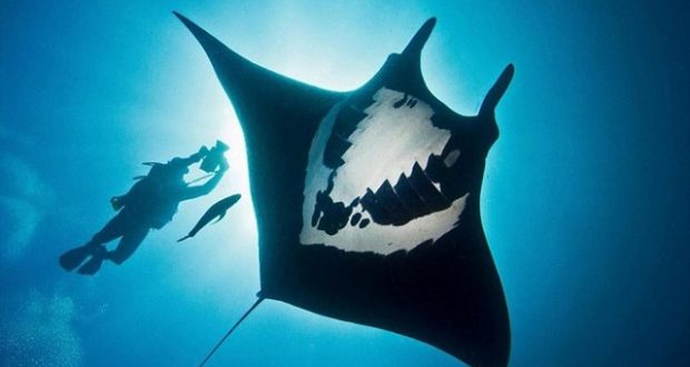 Hình ảnh cá đuối khổng lồ Manta