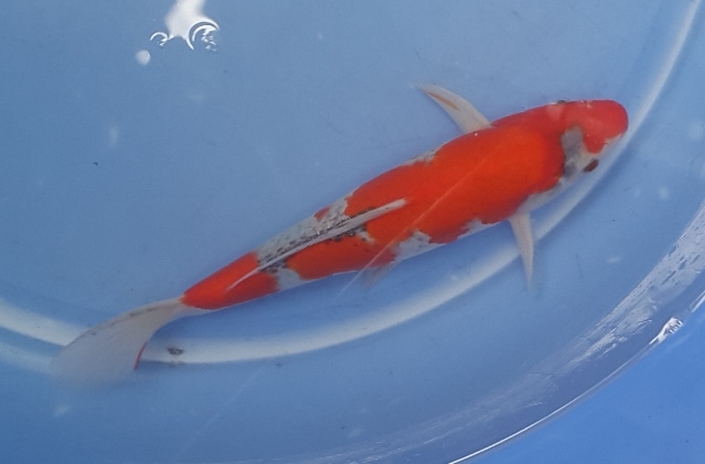 Cá Koi Goshiki 27 cm tại Thái Hòa Koi Shop