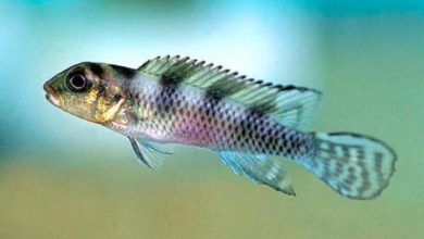 ca ali than lan Cá cảnh nước ngọt: Cá ali Thằn Lằn- Nanochromis Cichlid – Nanochromis Sp.