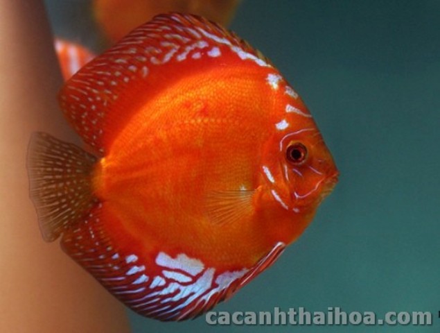 ca dia do malboro Cá cảnh nước ngọt: Cá đĩa đỏ Marlboro – Red Marlboro Discus – Symphysodon sp