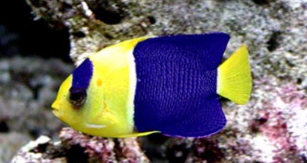 ca ha mi nhan Cá Hà Mỹ Nhân- cá Thần Tiên Hai Màu- Bicolor Angelfish- Centropyge bicolor