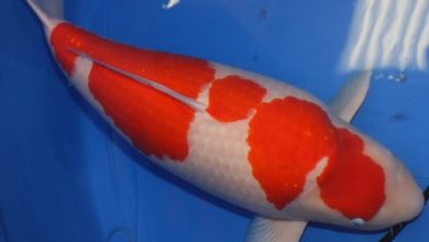 Hình ảnh cá koi Kohaku Nhật Bản