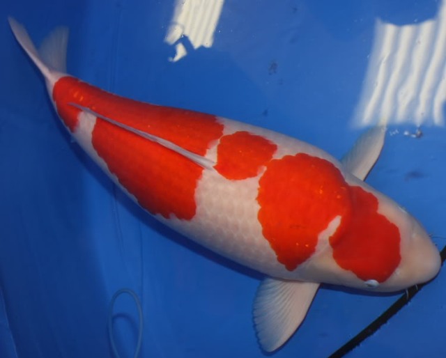 ca koi kohaku1 Cá cảnh nước ngọt: Cá Koi Kohaku – Kohaku High Quality Koi – Cyprinus carpio