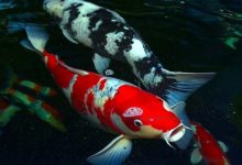 Hình ảnh cá Koi Nhật