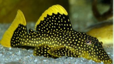 ca ty ba duoi vang Cá cảnh nước ngọt: Cá dọn bể Leo đuôi vàng – Gold Nugget Pleco (L-18) – Baryancistrus sp