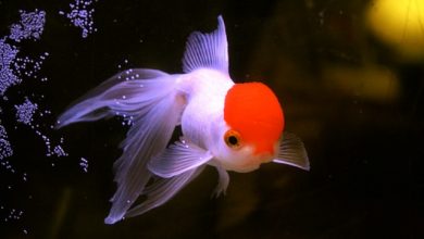 Hình ảnh cá vàng Bạch Đỉnh Hồng