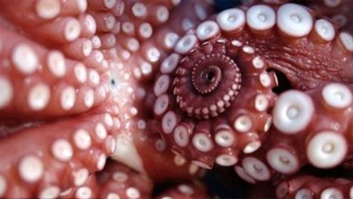 Hình ảnh xúc tu của một con bạch tuộc