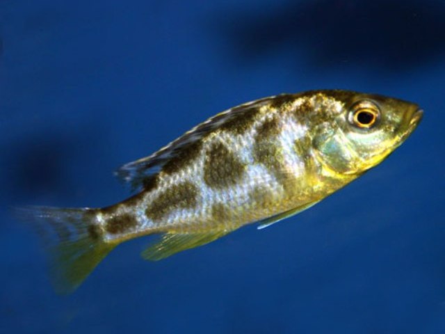 Cá ali Venustus - Venustus cichlids