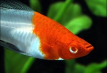 Hình ảnh cá Kiếm Koi