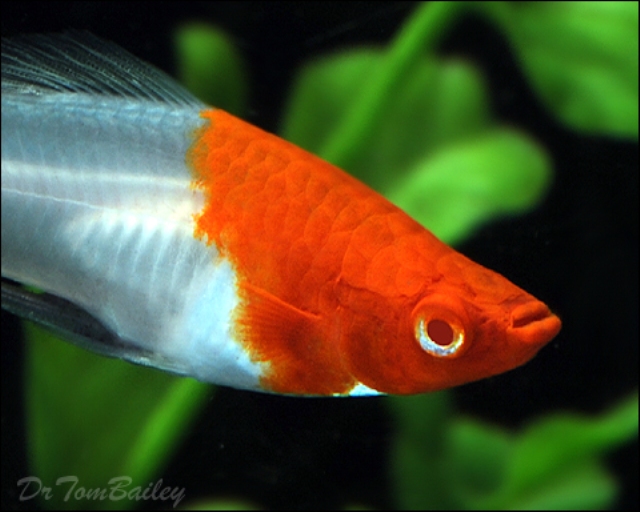 Cá Kiếm Koi – Koi Swordtail Guppy – Xiphophorus helleri