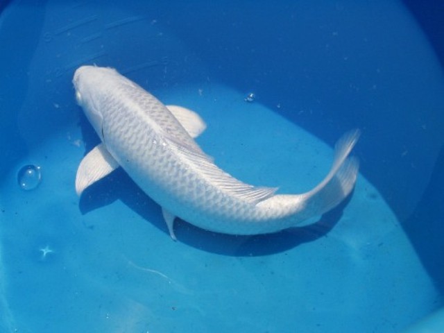 Hình ảnh cá Koi Platinum Ogon