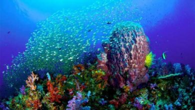 Hình ảnh rạn san hô biển Việt Nam
