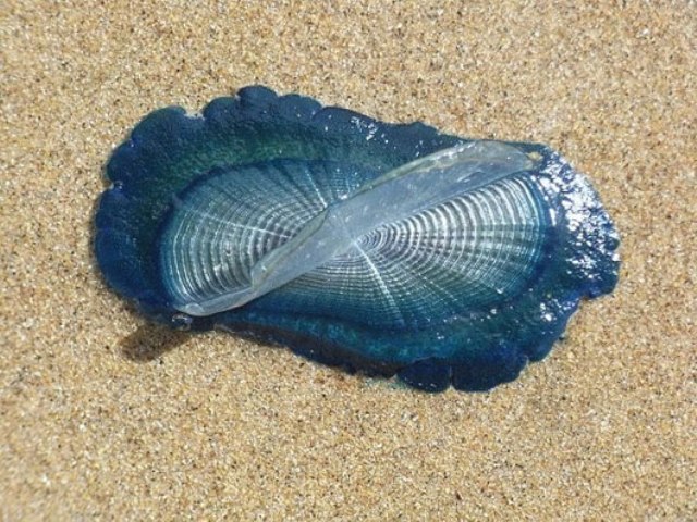 Hình ảnh sứa velela
