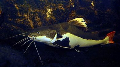 Hình ảnh cá Hồng Vịt