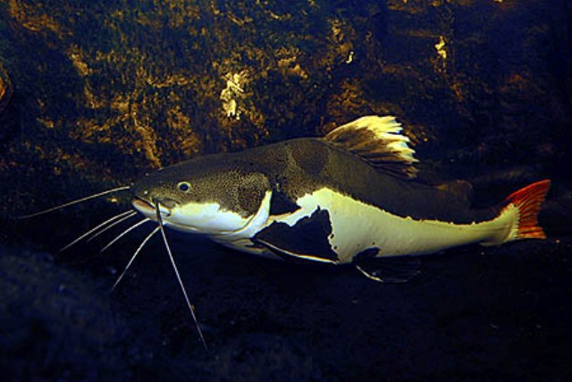 Hình ảnh cá Hồng Vịt