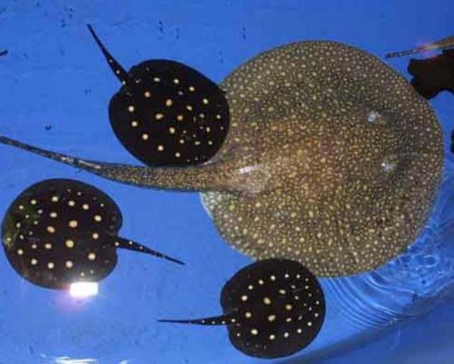 Hình ảnh cá đuối estrella và leopoldi