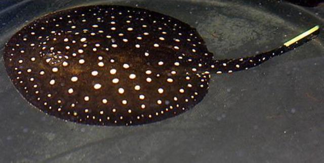 Hình ảnh cá đuối Itaituba