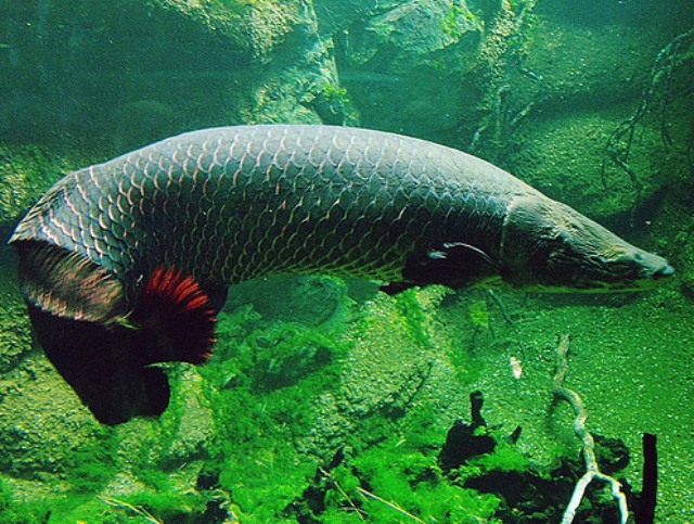 Cá Hải Tượng – Arapaima Gigas - Thái Hòa Aquarium