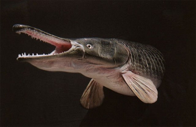 Hình ảnh cá Sấu Hỏa Tiễn