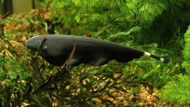 Hình ảnh của cá Lông Vũ