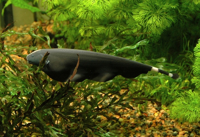 Hình ảnh của cá Lông Vũ
