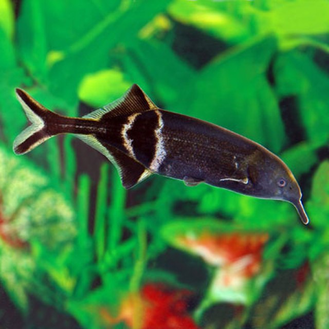 Hình ảnh của cá Vòi Voi