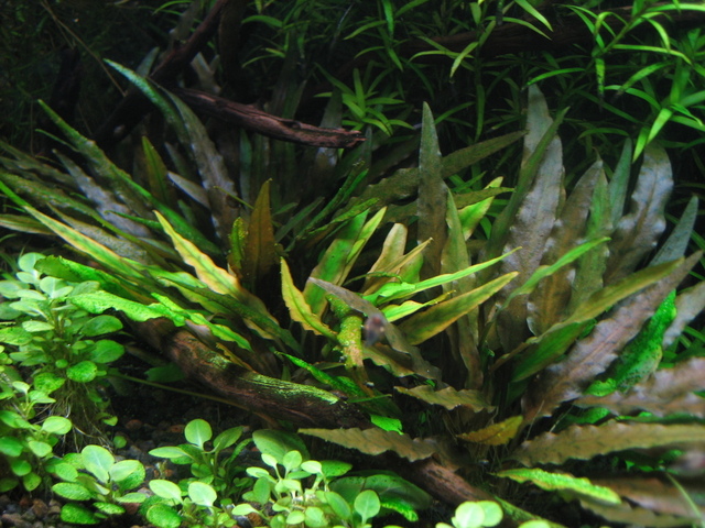 Top 5 loại cây thủy sinh dễ trồng trong bể cá