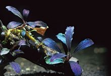 Hình ảnh cây thủy sinh Bucephalandra