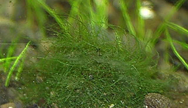 Hình ảnh rêu Cladophora