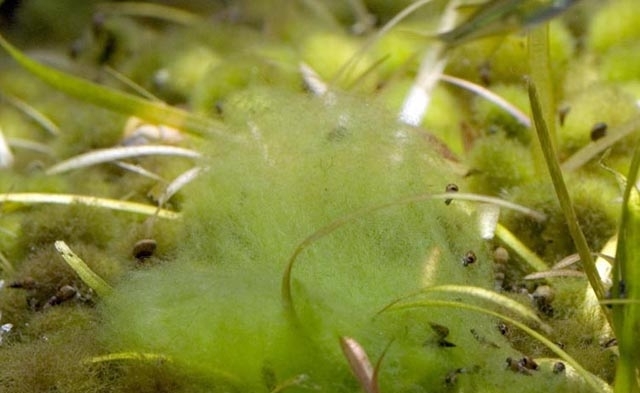 Hình ảnh rêu Rhizoclonium